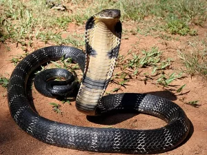 National Reptile 