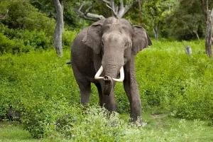 National Heritage Animal