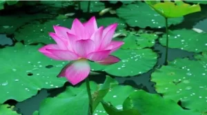  National Flower