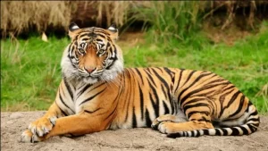National Animal 