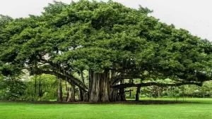 National Tree