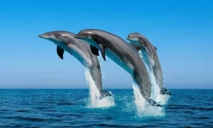 National Aquatic Animal 