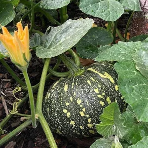 National Vegetable