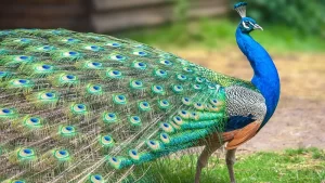 National Bird 